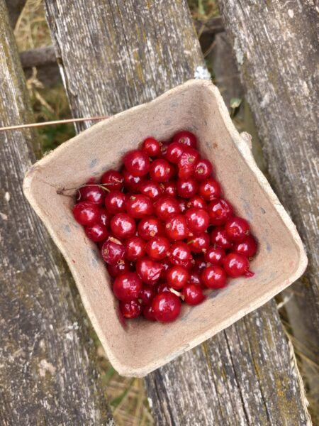 Red Currants