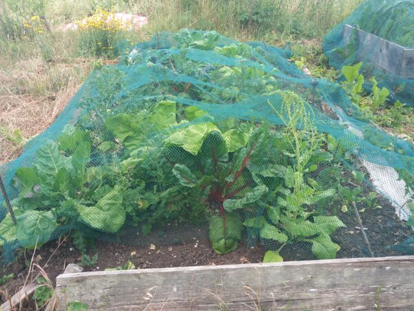 Photo of raised vegetable bed