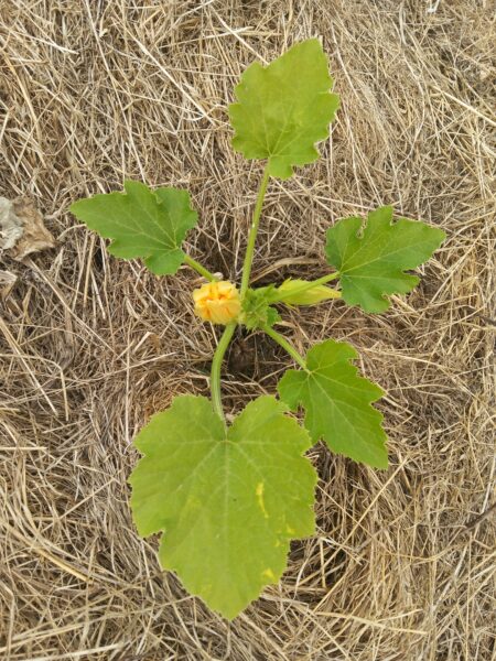 Photo of courgette plant