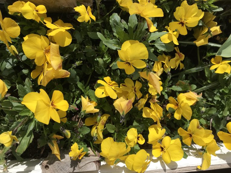 Yellow flowers